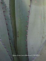 AJGM0323 Agave peacockii.JPG