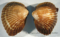 MRyRR021 Anadara perlabiata.jpg