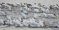 AAKVDH 0566 Pelecanus erythrorhynchos.JPG