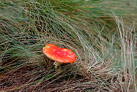 IMDOC Hong 0094 Amanita muscaria.jpg