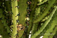 LCF0287 Myrtillocactus geometrizans.jpg