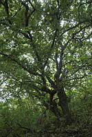 PJ016 0344 Quercus liebmanii.JPG