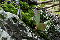 ZAPF0464 Echeveria gibbiflora.jpg