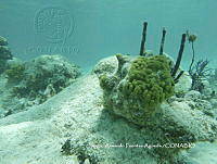 SAFA0113  Porites astreoides.JPG