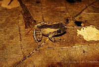 JLAL0028 Craugastor loki.jpg