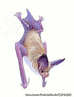 MAPM0846 Antrozous pallidus.jpg