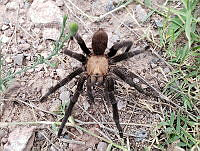 RE009 0038 Aphonopelma pallidum.jpg