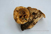 ZAPF 0656 Turbinellus kauffmanii.jpg