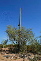 LI005 0010 Cercidium microphyllum, Carnegiea gigantea.jpg