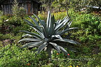 EMH 0073 Agave sp..jpg