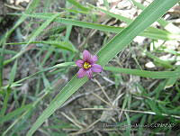 FCM22 Sisyrinchium bellum.jpg