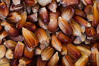 IMDOC2019 Zea mays.jpg