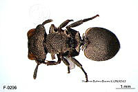 ME006 Hormi 0125 Cephalotes cristatus.jpg