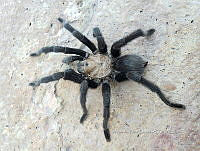 RE009 0051 Aphonopelma pallidum.jpg
