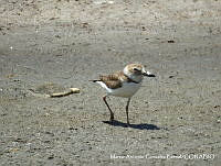 MAGB 0010 Anarhynchus wilsonia.JPG