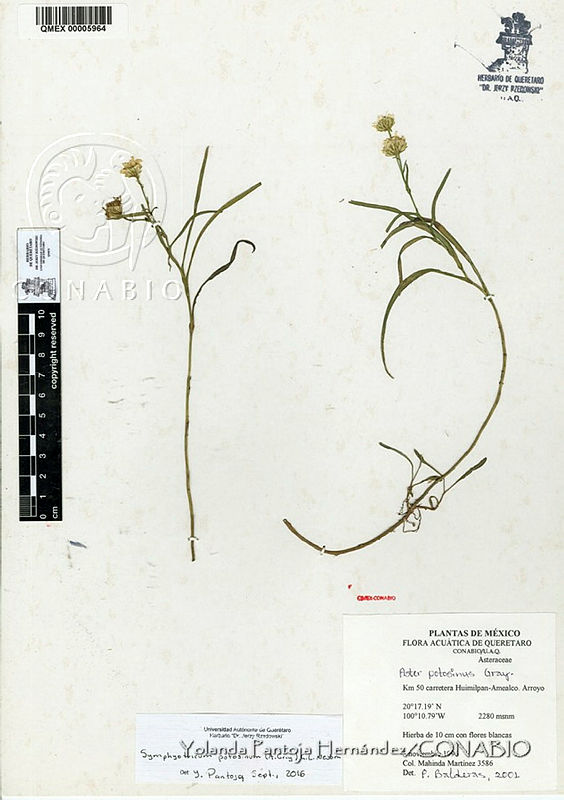 YPH3796%20Symphyotrichum%20potosinum.jpg.rif9krj1Mc27eelhQA3g0JtbmFja29CbnFuZ3NAbXJ6LGtwZwA.TFFy45sqC1
