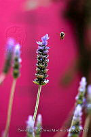 BPCM02 Lavandula sp., Apis mellifera.JPG