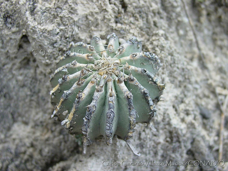 CGVM0513%20Geohintonia%20mexicana.jpg.nye7h470MdFf71thQA3g0JtbmFja29CbnFuZ3NAbXJ6LGtwZwA.GK88g7wNIK