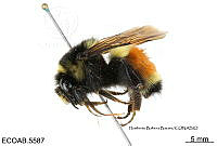 ME006 Abejas 0055 Bombus huntii Greene, 1861.jpg