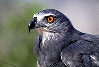 GC0101 Geranospiza caerulescens.jpg