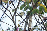 LEMH119 Vireo griseus.JPG