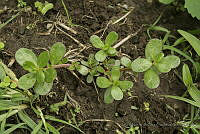 IMDOC3126 Portulaca oleracea.JPG