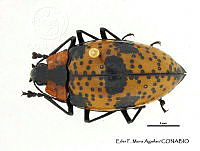 EFM0045 Gibbifer viccinus.JPG
