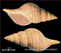 KT014 0509 Fasciolaria  branhamae.JPG