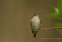 MASM07112 Apodiformes.jpg