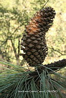 AKGC013 Pinus devoniana.JPG