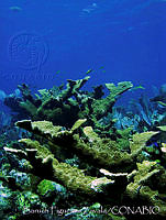 BFZ0073 Acropora palmata.jpg