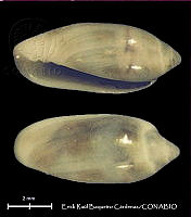 KT014 0636 Volvarina avena.JPG