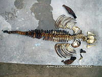 NBA0023 Phocoena sinus.jpg