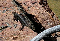 ECRN001 Sceloporus grammicus.jpg