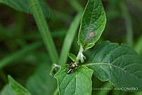 FHF01 Paraphidippus aurantius.jpg