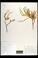 102083 Quercus tuberculata.jpg
