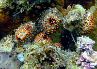 CMGV0024 Jenneria pustulata.jpg