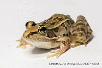 PJ016 0278 Lithobates spectabilis.JPG