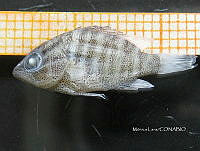 HE009 P 0380 Pargo Canchix.jpg