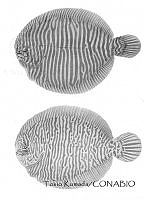 TK0003 Achirus scutum.jpg