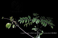 Zoqui 0198 Sapindus saponaria.jpg