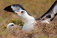 JRRO0504 Phoebastria immutabilis.jpg