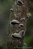 IMDOC0072 Fungi.jpg