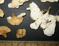 RGO0336 Sistotrema confluens.JPG