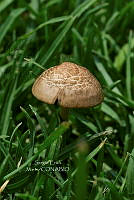 SM0551 Inocybe.jpg