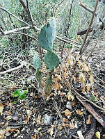 RG016 0120 Opuntia robusta.jpg