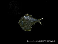 CICIMAR0037 Argyropelecus lychnus.jpg
