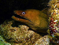 RALP0025 Gymnothorax castaneus.jpg