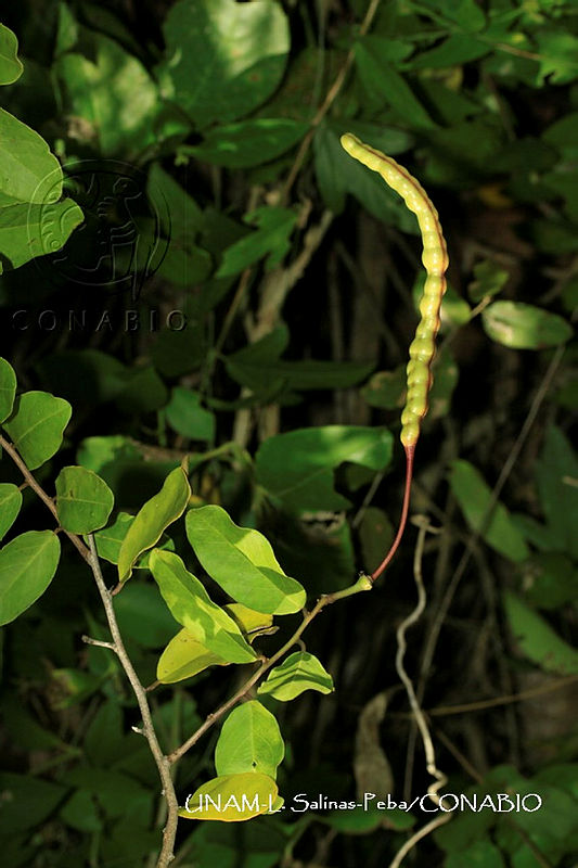 JF078%200106%20Capparis%20flexuosa.jpg.nyeZmPH0MXX5KbdhQA3g0JtbmFja29CbnFuZ3NAbXJ6LGtwZwA.WOGLe7Cu2R