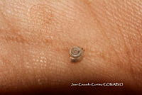 JCC0434 Polygyra sp..JPG